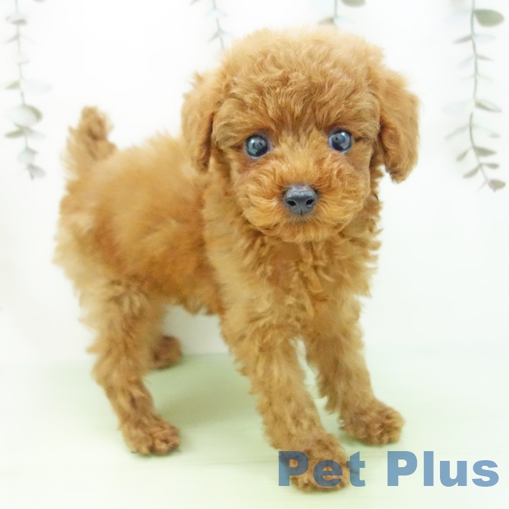 愛知県のトイプードル(トイ) (ペットプラス mozoワンダーシティ店/2025年10月1日生まれ/男の子/レッド)の子犬の1枚目の画像