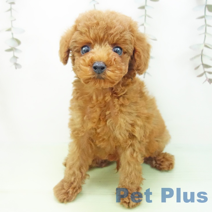 愛知県のトイプードル(トイ) (ペットプラス mozoワンダーシティ店/2025年10月1日生まれ/男の子/レッド)の子犬の2枚目の画像
