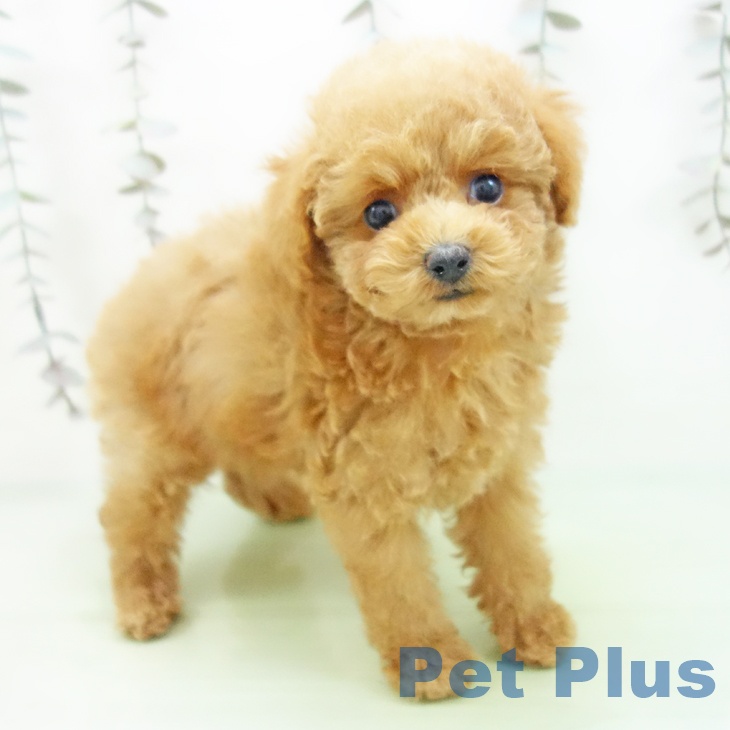 トイ・プードル