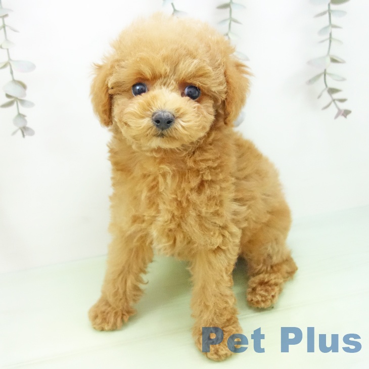 トイ・プードル