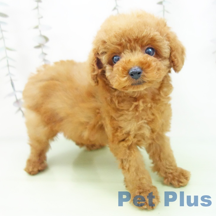 岐阜県のトイプードル(トイ) (ペットプラス 各務原店/2025年10月1日生まれ/女の子/レッド)の子犬
