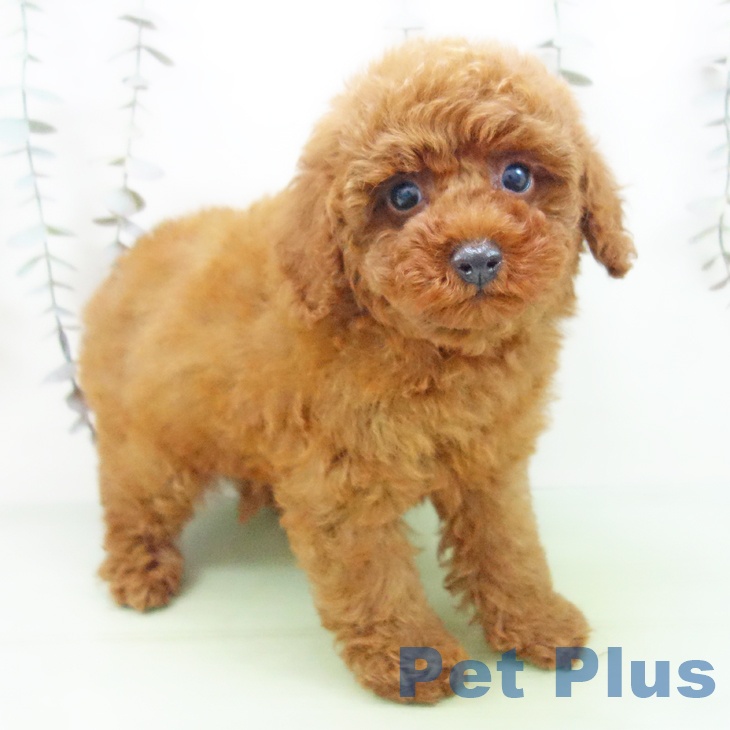 トイ・プードル