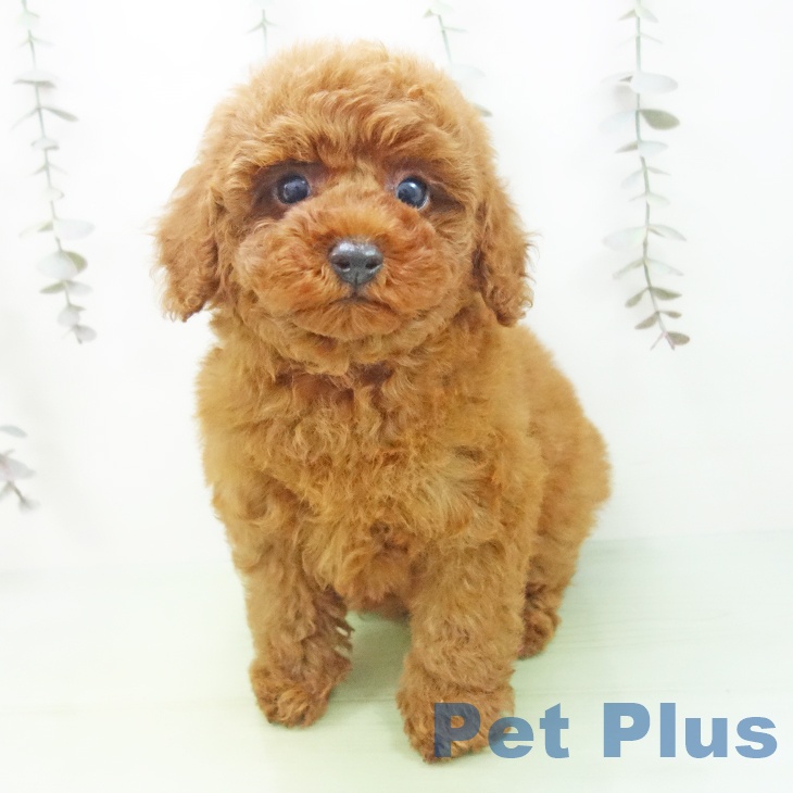 トイ・プードル