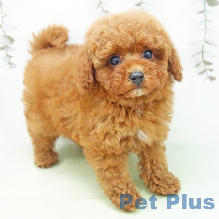 トイ・プードル