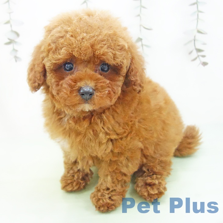 トイ・プードルの写真2