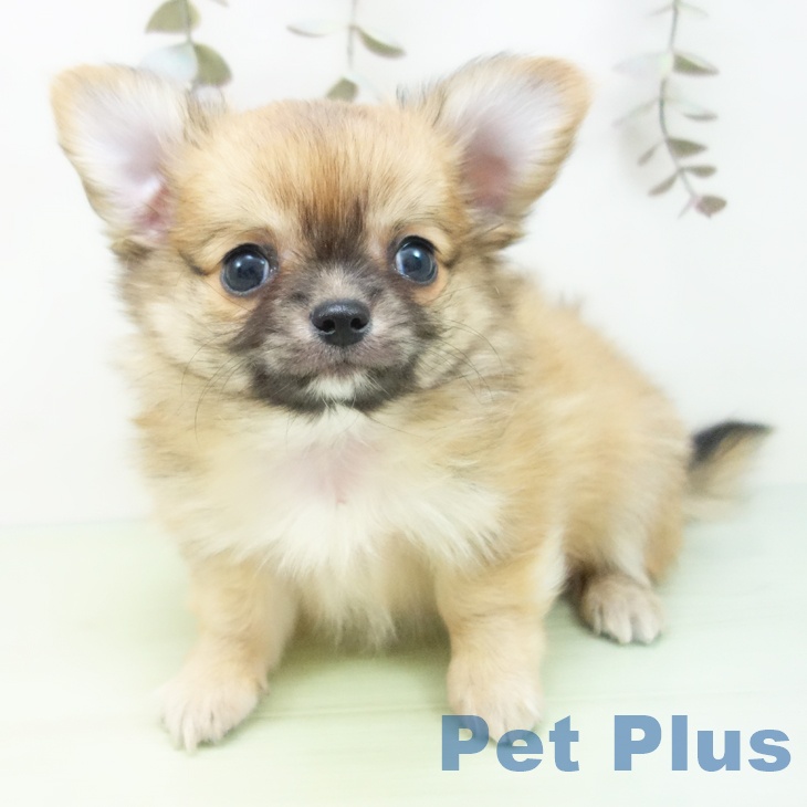 三重県のチワワ(ロング) (ペットプラス 東員店/2025年9月28日生まれ/男の子/レッド)の子犬の1枚目の画像