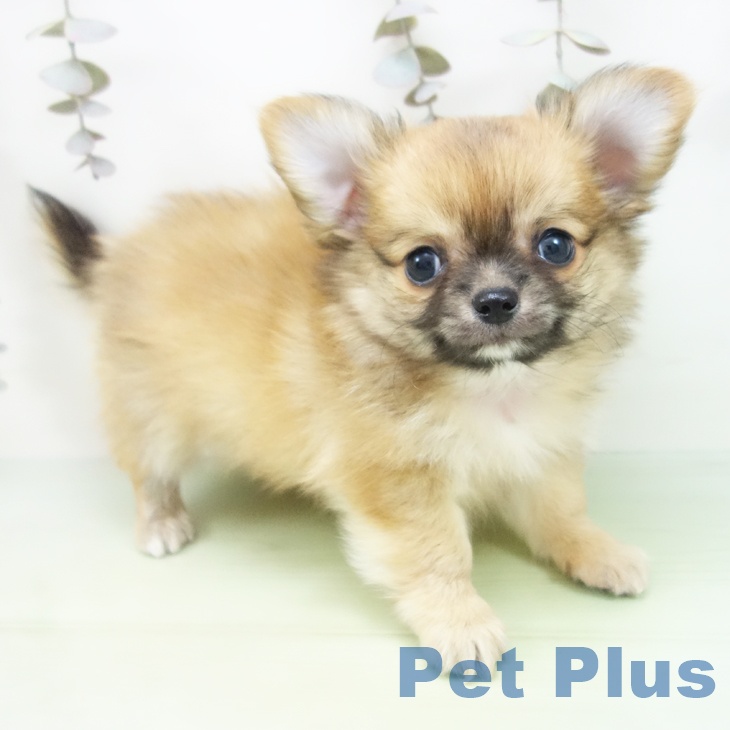 三重県のチワワ(ロング) (ペットプラス 東員店/2025年9月28日生まれ/男の子/レッド)の子犬の2枚目の画像