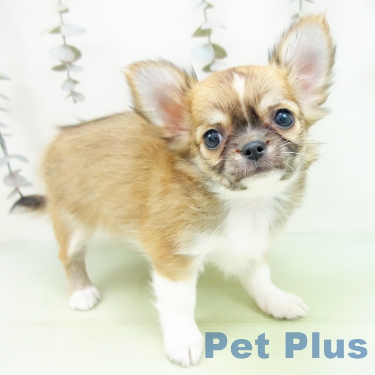 岐阜県のチワワ(ロング) (ペットプラス 各務原店/2025年9月28日生まれ/女の子/レッドホワイト)の子犬の1枚目の画像