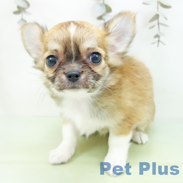 岐阜県のチワワ(ロング) (ペットプラス 各務原店/2025年9月28日生まれ/女の子/レッドホワイト)の子犬の2枚目の画像