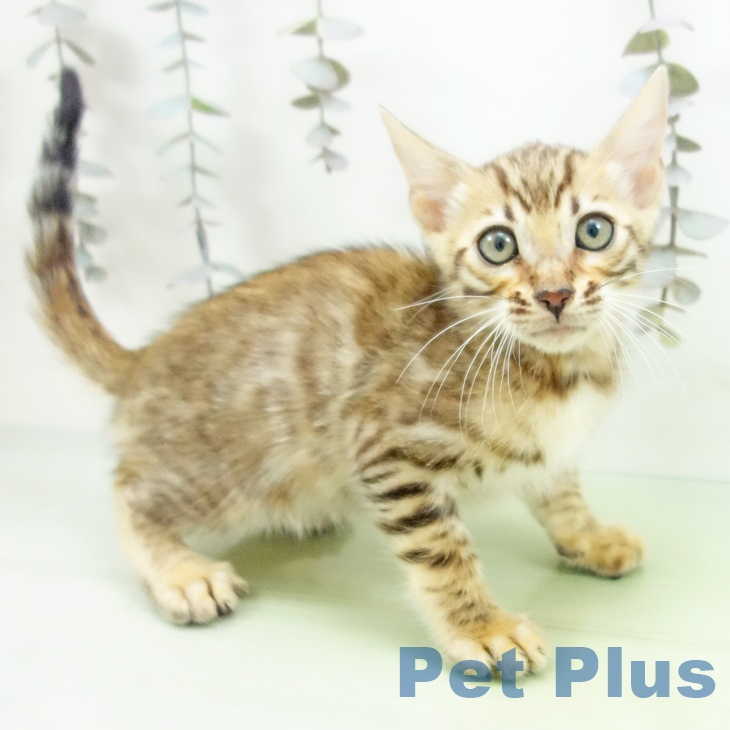 大阪府のベンガル (ペットプラス ららぽーと和泉店/2025年9月30日生まれ/男の子/ブラウンスポットタビー)の子猫の1枚目の画像