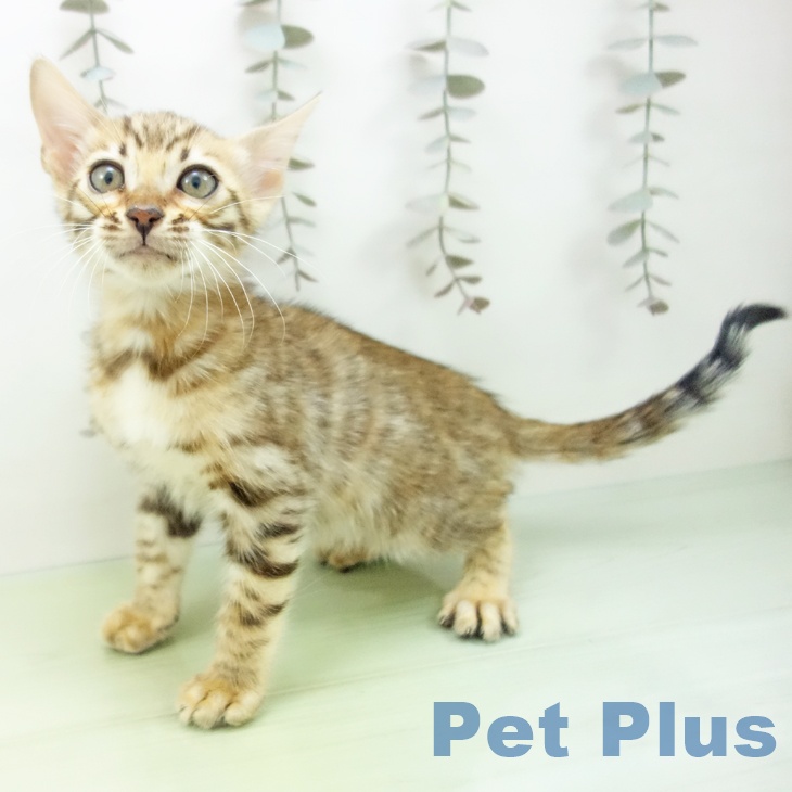 大阪府のベンガル (ペットプラス ららぽーと和泉店/2025年9月30日生まれ/男の子/ブラウンスポットタビー)の子猫の2枚目の画像