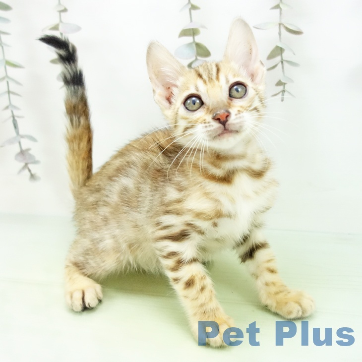 京都府のベンガル (ペットプラス 久御山店/2025年9月30日生まれ/女の子/ブラウンスポットタビー)の子猫