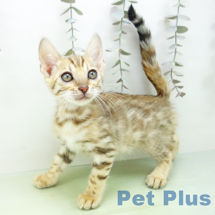 京都府のベンガル (ペットプラス 久御山店/2025年9月30日生まれ/女の子/ブラウンスポットタビー)の子猫の2枚目の画像