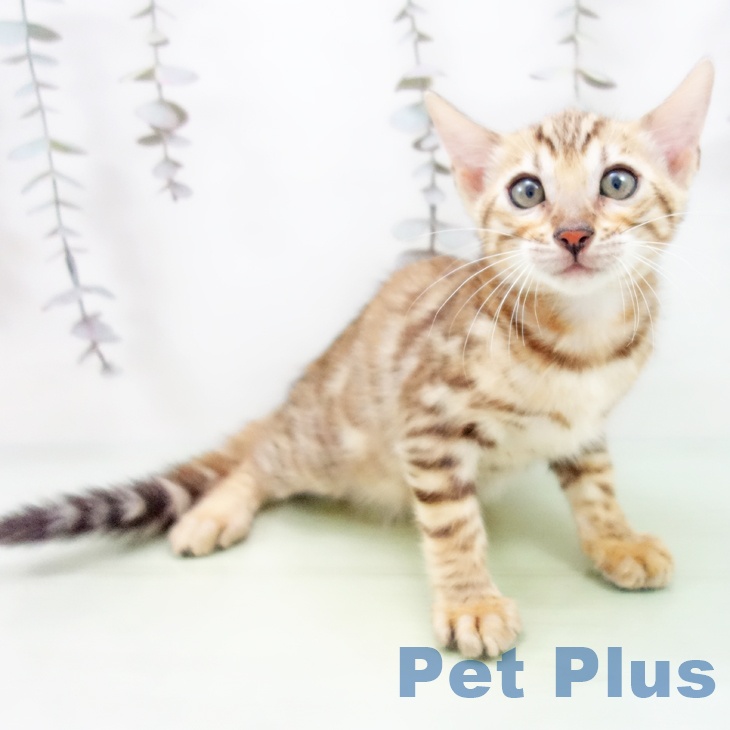 京都府のベンガル (ペットプラス 京都桂川店/2025年9月30日生まれ/女の子/ブラウンスポットタビー)の子猫
