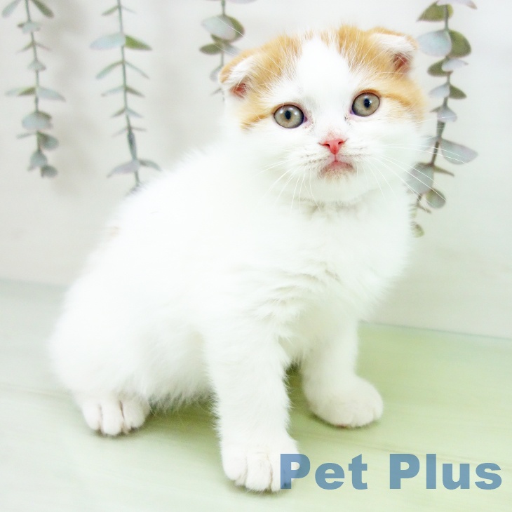 スコティッシュフォールド