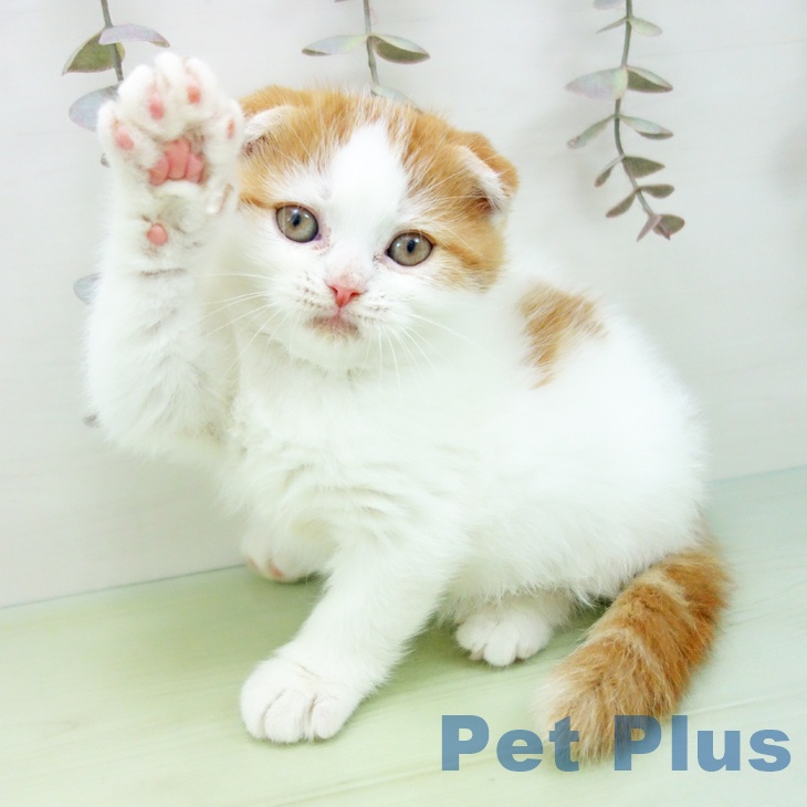 スコティッシュフォールドの写真2