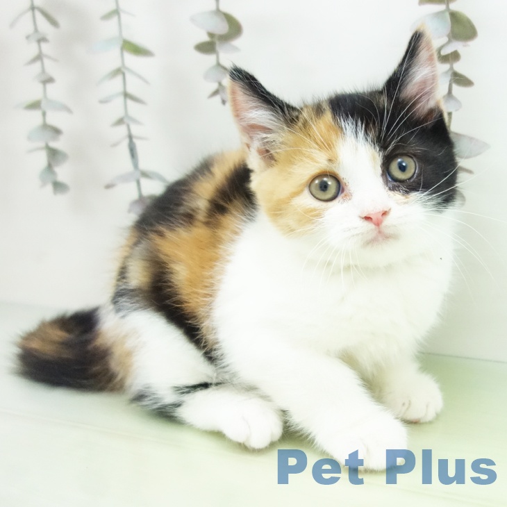 大阪府のスコティッシュフォールド (ペットプラス 大阪ドームシティ店/2025年10月2日生まれ/女の子/ブラウンパッチドタビーホワイト)の子猫の1枚目の画像