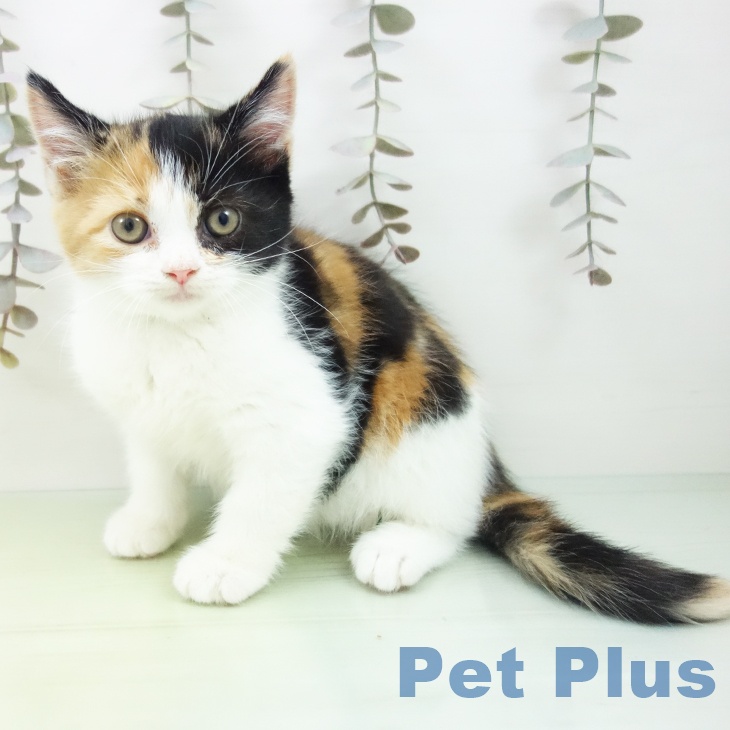 大阪府のスコティッシュフォールド (ペットプラス 大阪ドームシティ店/2025年10月2日生まれ/女の子/ブラウンパッチドタビーホワイト)の子猫の2枚目の画像