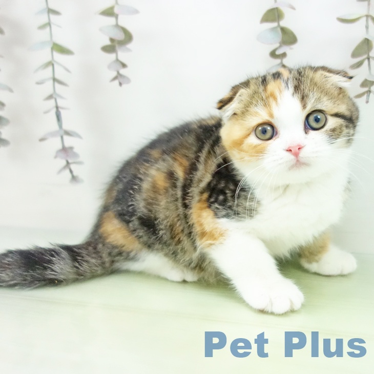 京都府のスコティッシュフォールド (ペットプラス イオンモールKYOTO店/2025年10月2日生まれ/女の子/ブラウンパッチドタビーホワイト)の子猫の1枚目の画像