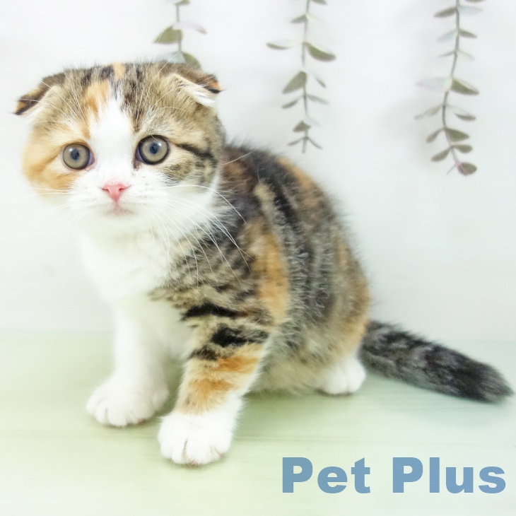京都府のスコティッシュフォールド (ペットプラス イオンモールKYOTO店/2025年10月2日生まれ/女の子/ブラウンパッチドタビーホワイト)の子猫の2枚目の画像