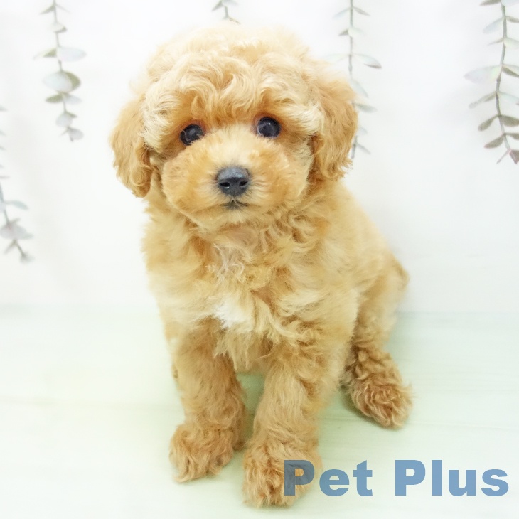 トイ・プードル