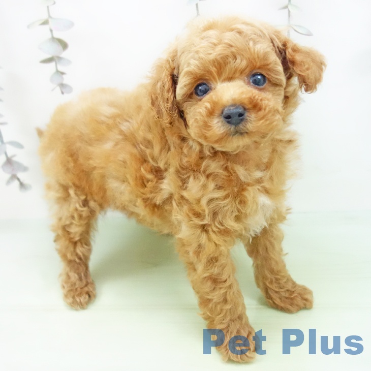 トイ・プードル