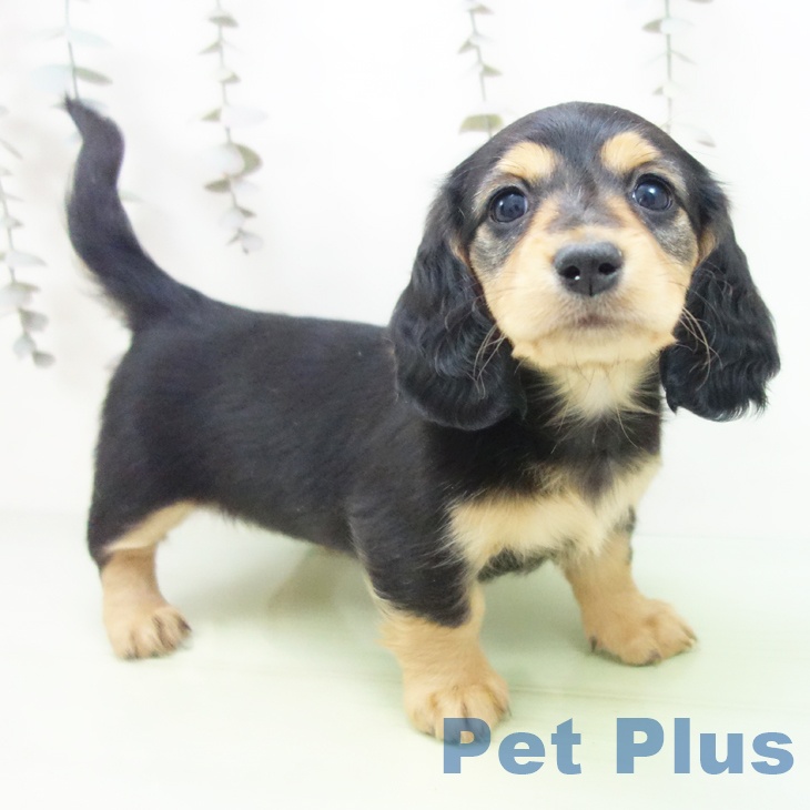 愛知県のミニチュアダックスフンド(ロング) (ペットプラス 豊田店/2025年10月3日生まれ/女の子/ブラックタン)の子犬の1枚目の画像