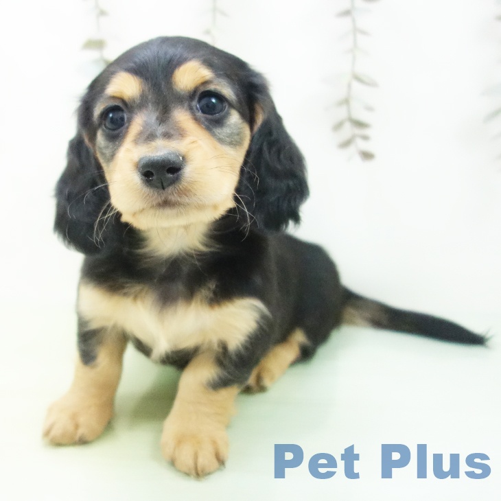 愛知県のミニチュアダックスフンド(ロング) (ペットプラス 豊田店/2025年10月3日生まれ/女の子/ブラックタン)の子犬の2枚目の画像