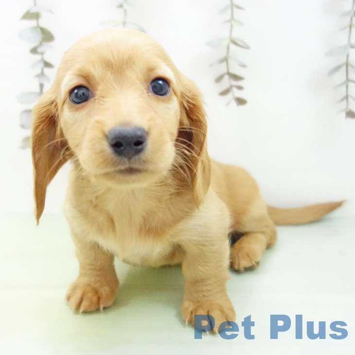 ミニチュア・ダックスフンド