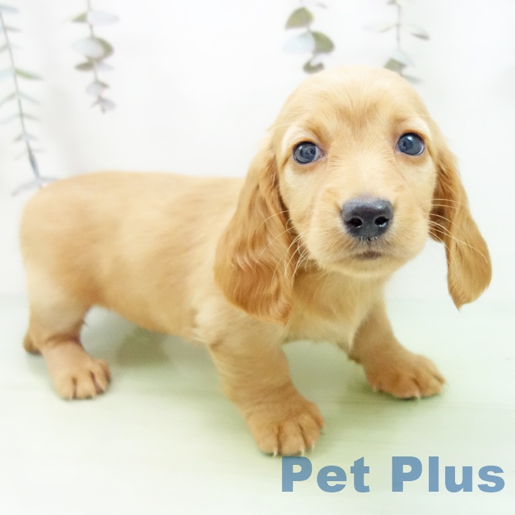 ミニチュア・ダックスフンド