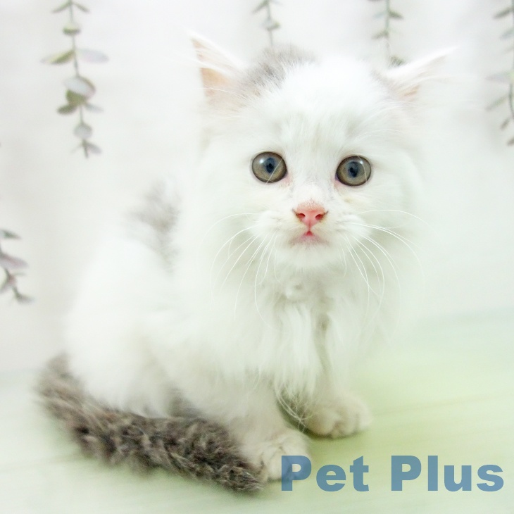 奈良県のスコティッシュフォールド (ペットプラス 大和郡山店/2025年9月28日生まれ/男の子/ブルータビーホワイト)の子猫の1枚目の画像