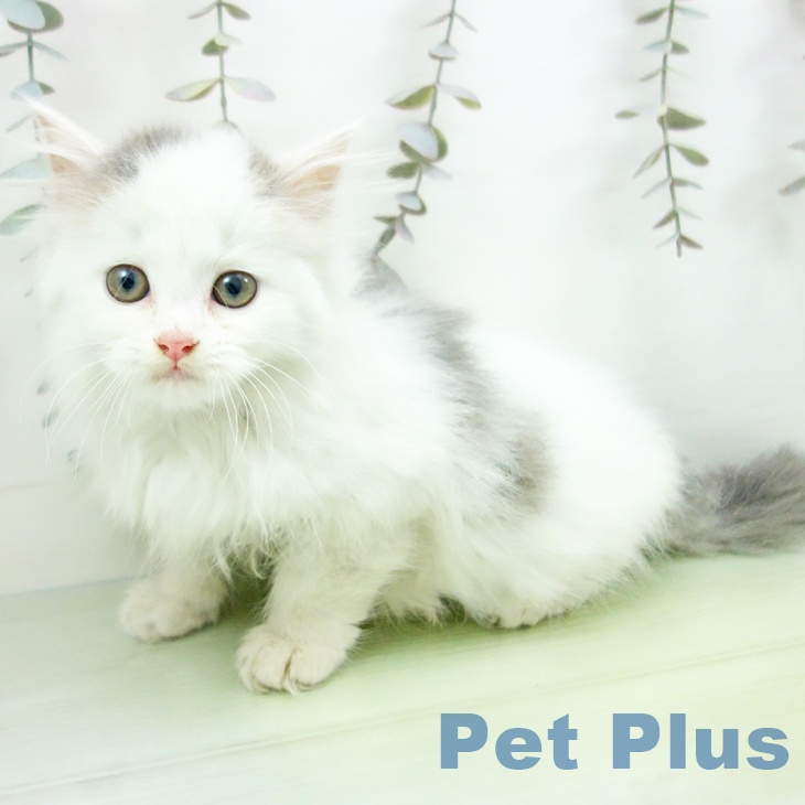 奈良県のスコティッシュフォールド (ペットプラス 大和郡山店/2025年9月28日生まれ/男の子/ブルータビーホワイト)の子猫の2枚目の画像