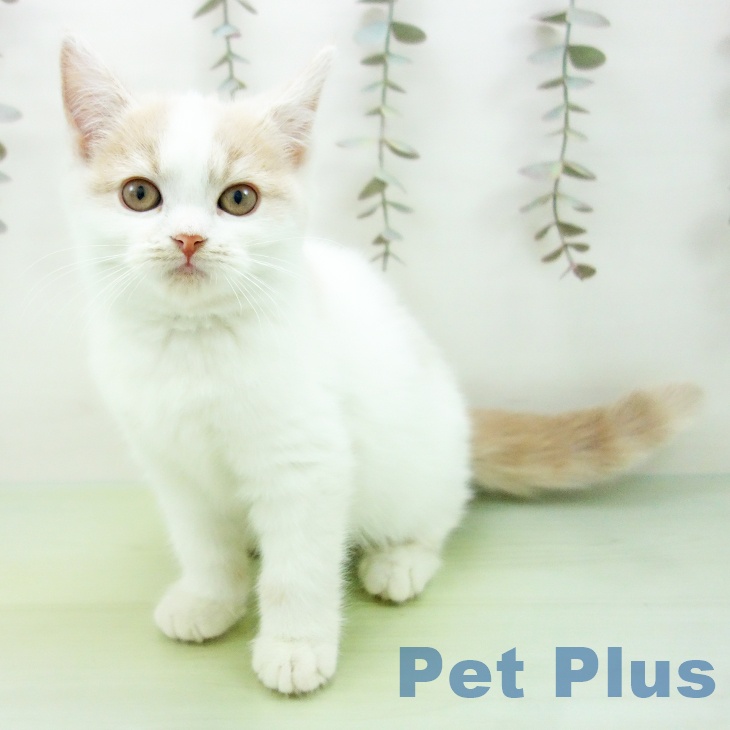 京都府のスコティッシュフォールド (ペットプラス 京都桂川店/2025年9月18日生まれ/女の子/クリームタビーホワイト)の子猫