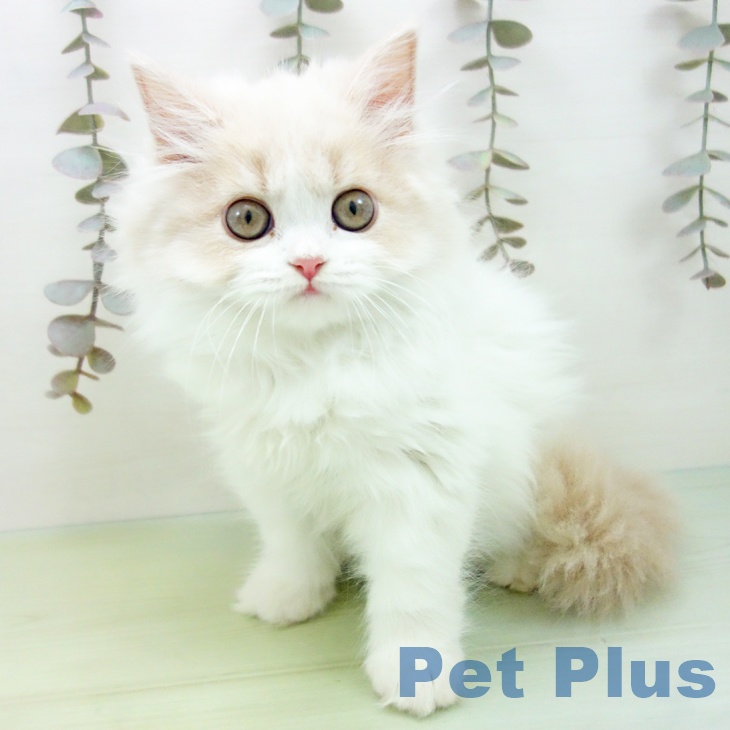 スコティッシュフォールド