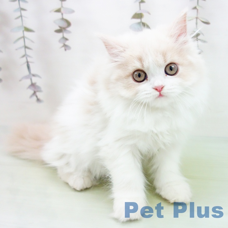 京都府のスコティッシュフォールド (ペットプラス 京都桂川店/2025年9月18日生まれ/女の子/クリームタビーホワイト)の子猫の2枚目の画像