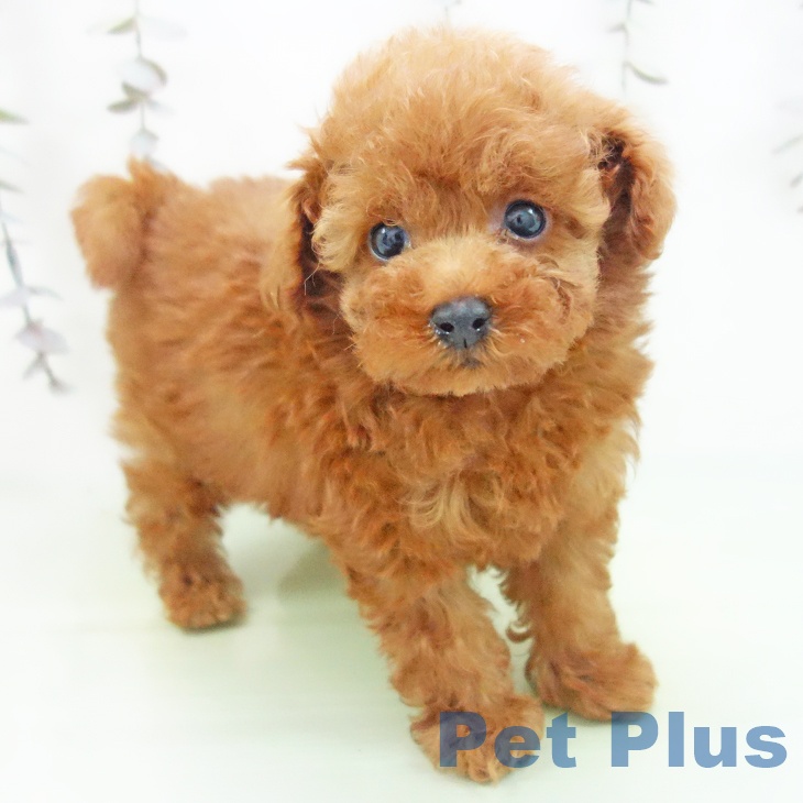 トイ・プードル