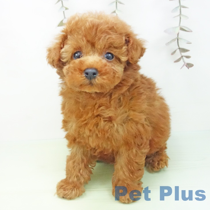 トイ・プードルの写真2