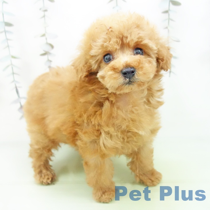 トイ・プードル