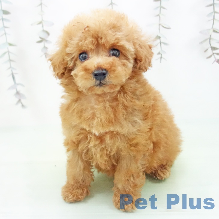 トイ・プードル