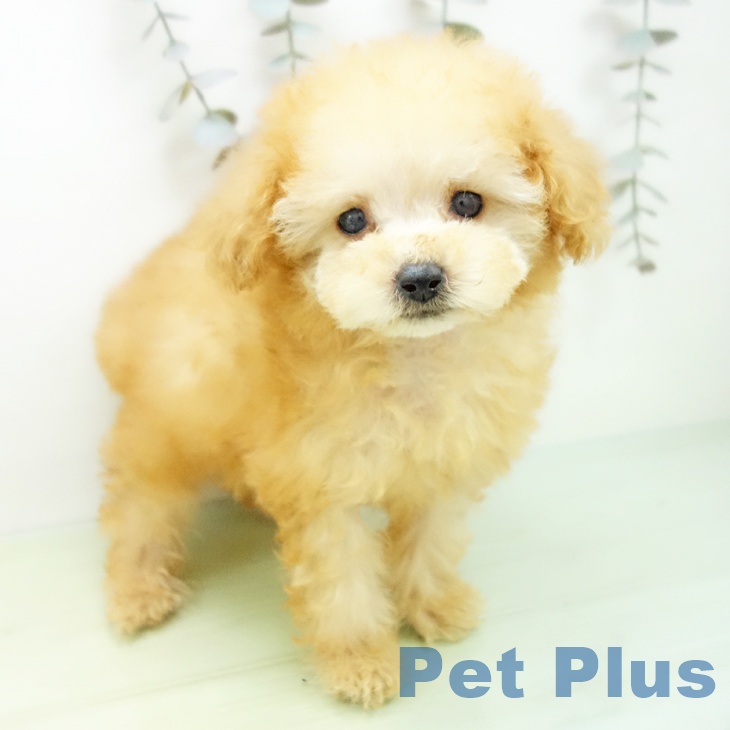 トイ・プードル