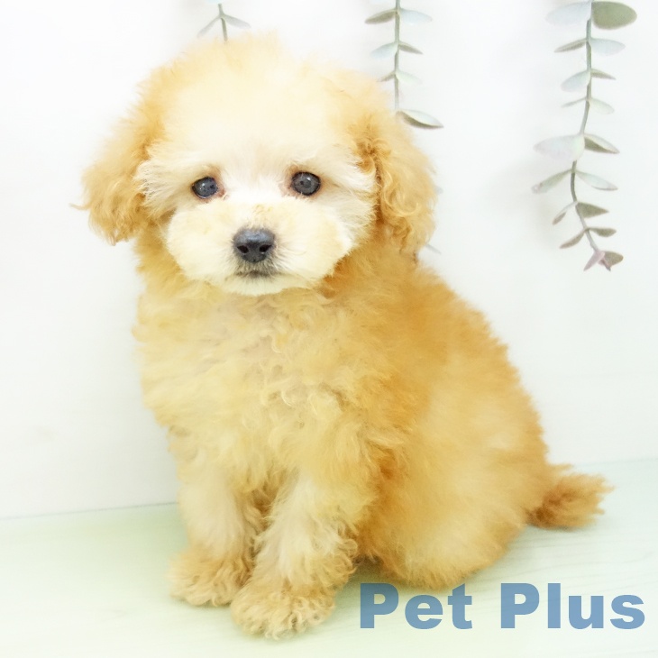 トイ・プードルの写真2