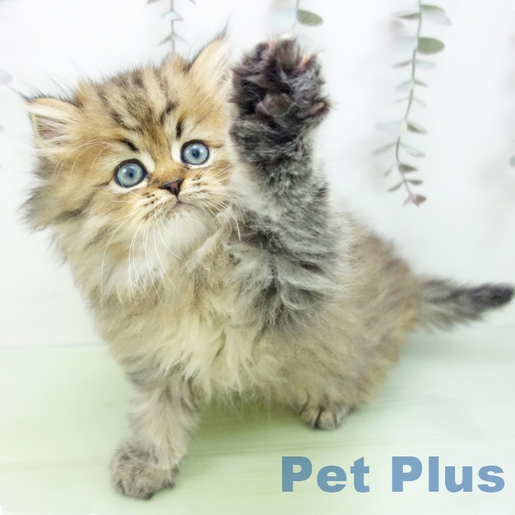 大阪府のペルシャ (ペットプラス ららぽーと和泉店/2025年9月29日生まれ/男の子/チンチラゴールデン)の子猫の1枚目の画像