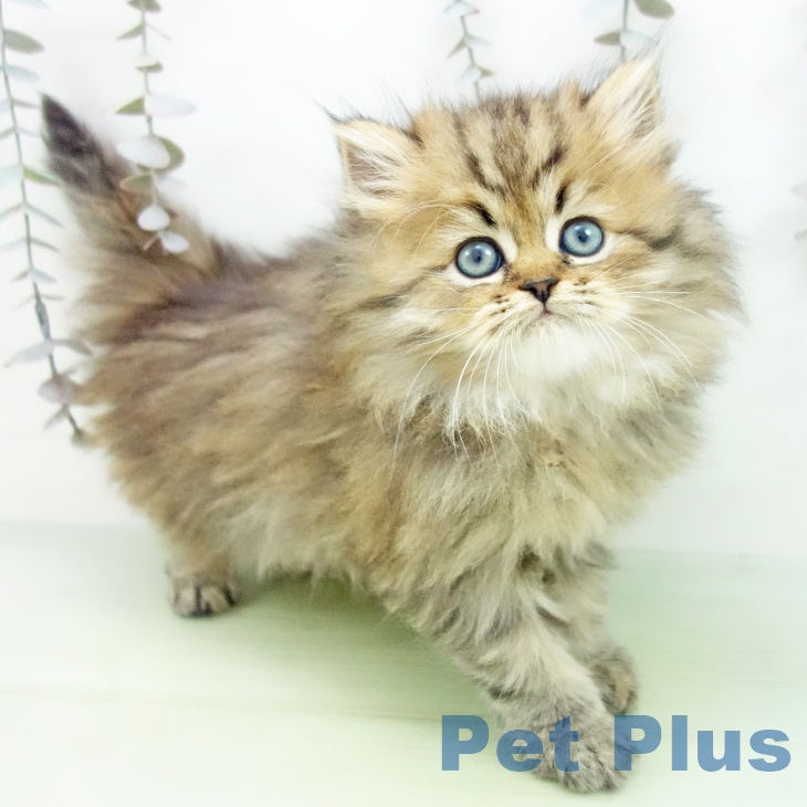 大阪府のペルシャ (ペットプラス ららぽーと和泉店/2025年9月29日生まれ/男の子/チンチラゴールデン)の子猫の2枚目の画像