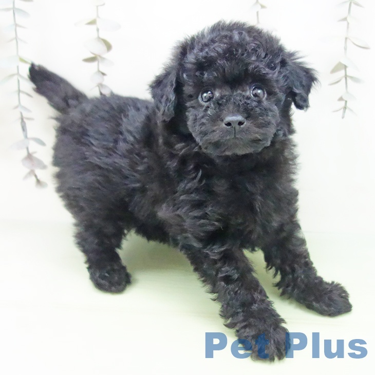 愛知県のトイプードル(トイ) (ペットプラス 名古屋茶屋店/2025年10月2日生まれ/男の子/ブラック)の子犬の1枚目の画像