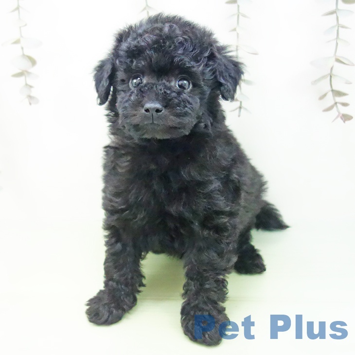 愛知県のトイプードル(トイ) (ペットプラス 名古屋茶屋店/2025年10月2日生まれ/男の子/ブラック)の子犬の2枚目の画像