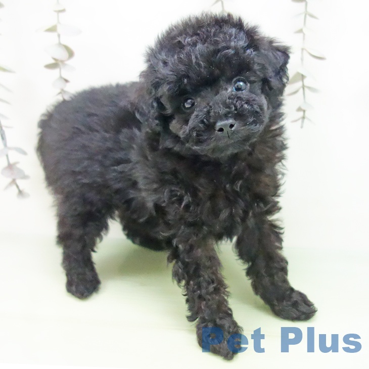 トイ・プードル