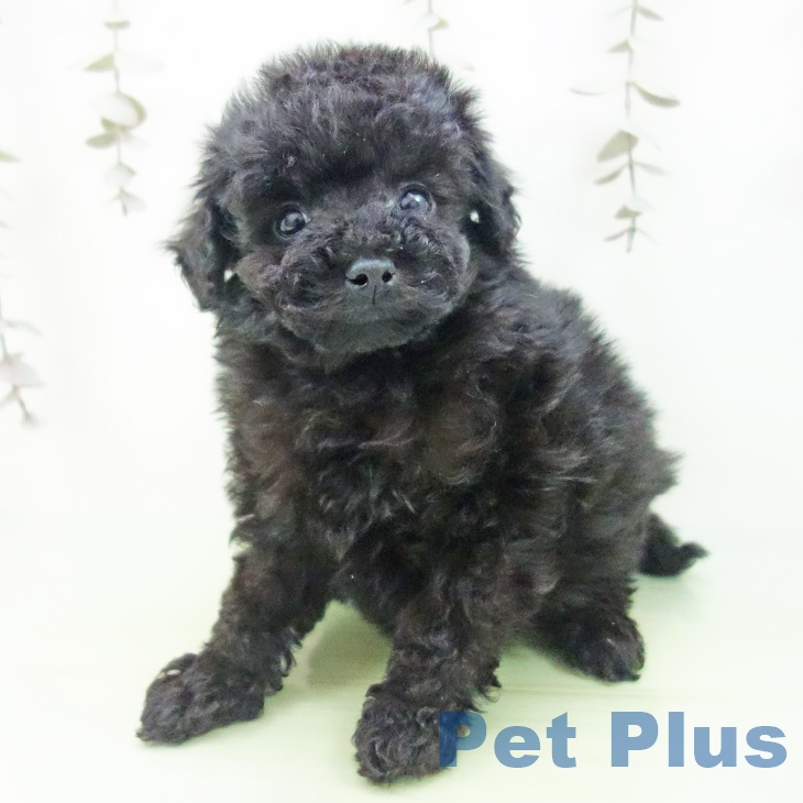 トイ・プードル