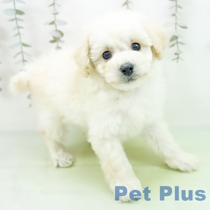 トイ・プードル