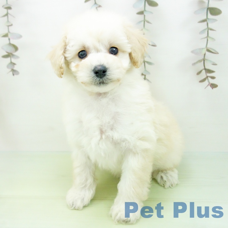 トイ・プードル