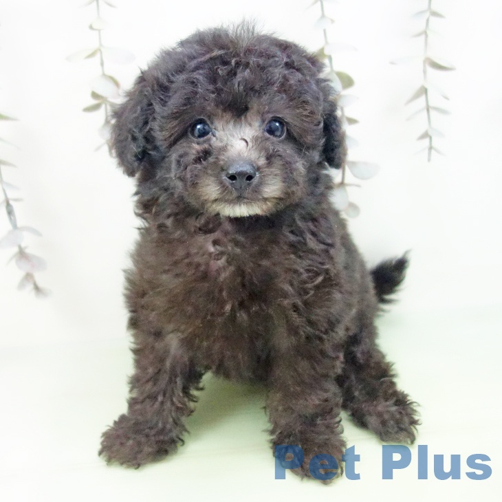 トイ・プードル